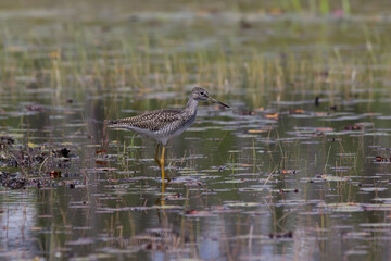 Lesser Yellowlegs wading in the shallow water of a wetland. 