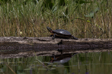 Painted turtle basking in the sun while its reflection shows in the water 