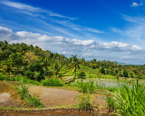 Fototapeta na wymiar Green rice terraces on Bali island, Indonesia