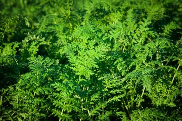 Green carrot leaves on the field, background