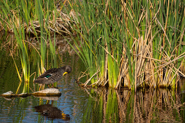 Yellow-billed duck (Anas undulata) preening itself. Western Cape. South Africa