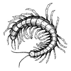 Scary centipede longest insect