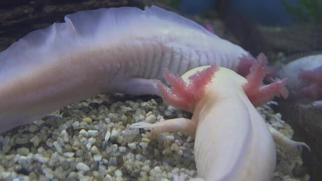 The axolotl uses its four legs to move on the bottom of the water