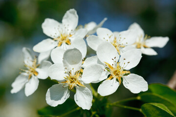 Flowers of apple tree blossoming in spring