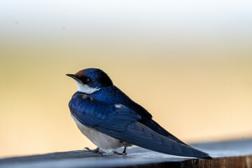 Barn swallow (Hirundo rustica). Western Cape. South Africa