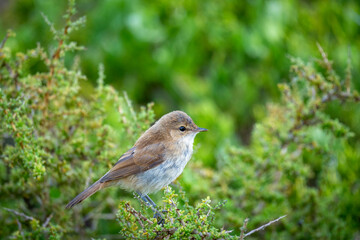 Lesser swamp warbler or Cape reed warbler (Acrocephalus gracilirostris). Western Cape. South Africa