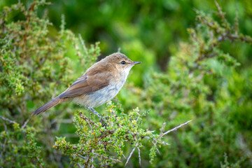 Lesser swamp warbler or Cape reed warbler (Acrocephalus gracilirostris). Western Cape. South Africa