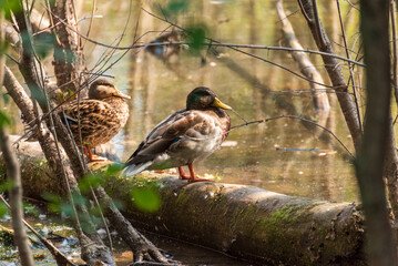 A Pair Of Mallards Standing On A Log In The River