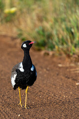Southern black korhaan or black bustard (Afrotis afra)  Western Cape. South Africa