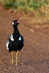 Southern black korhaan or black bustard (Afrotis afra)  Western Cape. South Africa