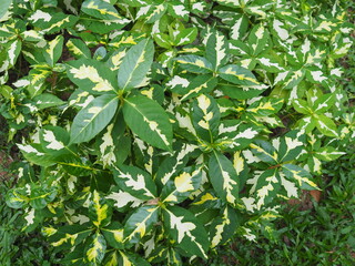 The green leaves with white pattern  of the Caricature plant have a scientific name. Graptophyllum pictum (L.) Griff. is an auspicious plant that has medicinal properties. Its leaves are oval, 
