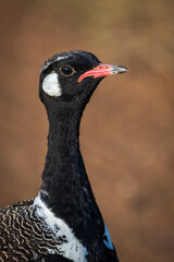 Southern black korhaan or black bustard (Afrotis afra)  Western Cape. South Africa
