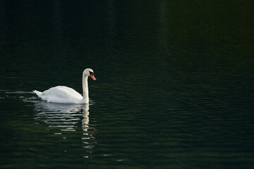 A beautiful swan swims in the pond