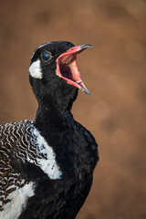 Southern black korhaan or black bustard (Afrotis afra) calling or vocalising (vocalizing) and showing nictitating membrane in eye. Western Cape. South Africa