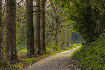 Pathway and beautiful trees track in the park