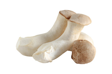 Royal oyster mushroom isolated on transparent background.png