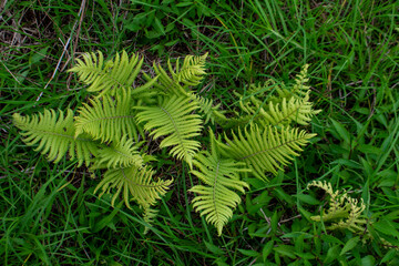 Green leaf pteridium aquilinum natural green fern in the forest.close up