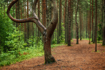 Dark pine forest