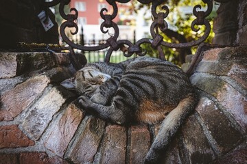 Adorable cat sleeping on a stone fence in Venice, Italy