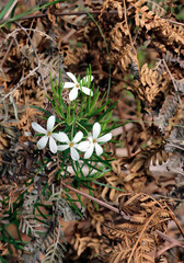 Close up of Wedding bush flowers, Sydney New South Wales Australia
