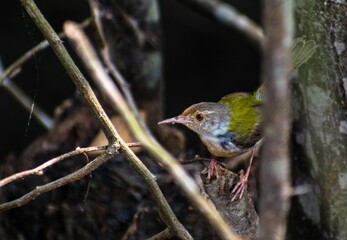 Small green bird perching on the tree branch