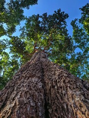 Low angle shot of a tall tree with blue sky background