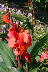 Sunlit Canna Lily bloom, New South Wales Australia
