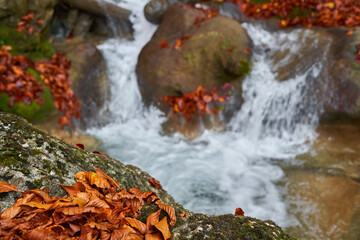 River rapids in the forest