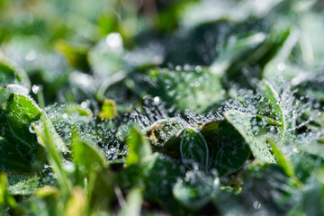 Morning dew on grass