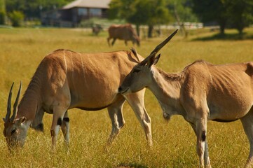 Closeup shot of commom elands grazing grass in an animal sanctuary in summer