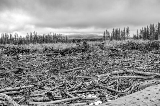 Grayscale oif the destroyed forest by bark beetles