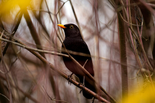 Beautiful blackbird with orange beak sitting on a branch and hiding in bushes in autumn forest