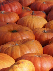 pile of pumpkins
