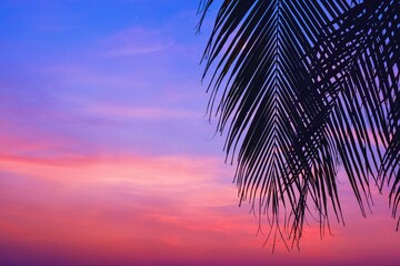 palm leaf silhouette dark black sky background blue light sunset at dusk - Powered by Adobe