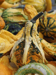 pumpkins and gourds Kürbisse