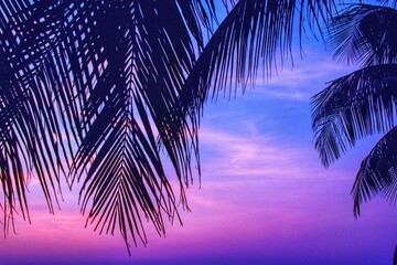 palm leaf silhouette dark black sky background blue light sunset at dusk