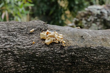 Closeup of wild fungi grown on a tree bark