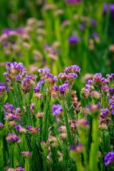 Vertical shot of wavyleaf sea lavender field