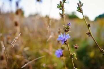 Closeup of a blue-lilac chicory in a field in Germany