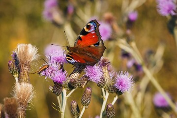 Closeup of a beautiful Peacock butterfly on purple flowers in a field