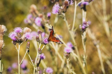 Closeup of a beautiful Peacock butterfly on purple flowers in a field