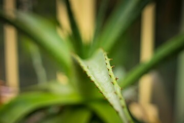 Selective focus closeup of an aloe vera leaf