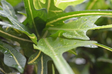Makroaufnahmen von tropischen Pflanzen in Thailand.