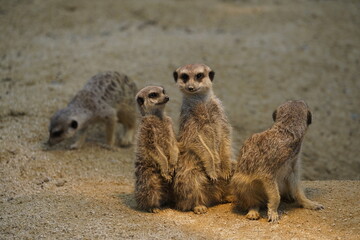 Erdmännchen (Suricata suricatta), captive, Deutschland, Europa