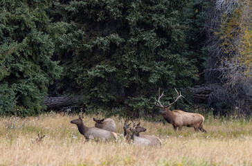 Bull and Cow Elk in the Rut in Wyoming in Autumn