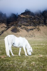 Vertical shot of a white Icelandic Pony feeding on the grass with foggy cliffs in the background