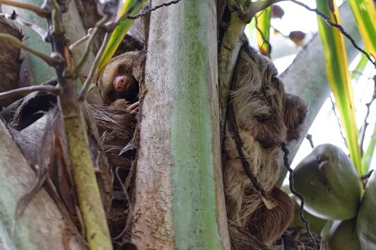 Eigentliches Zweifingerfaultier mit Jungem