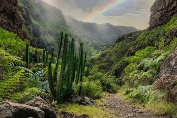 Beautiful landscape of cactuses and other plants in a jungle with a rainbow in the background