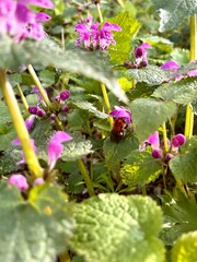 pink and yellow flowers