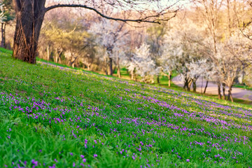 Nature scenery with Viola odorata (Sweet Violet, English Violet, Common Violet, or Garden Violet) blooming in spring in a meadow, with trees in bloom in the background